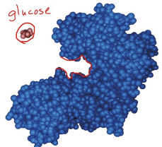 <ul><li><p>the region of the enzyme that interacts with the substrate</p></li><li><p>has a unique structure and chemical properties with high selectivity that will bind to specific substrates</p></li><li><p>can be reused</p></li></ul><p></p>