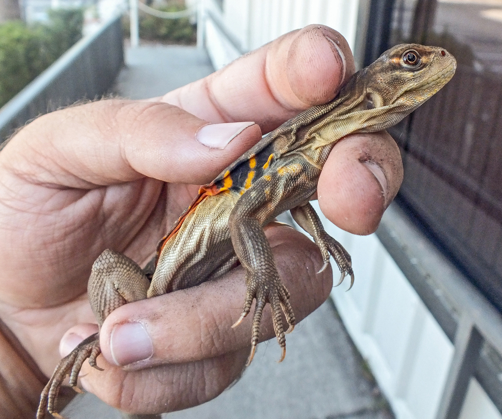<p>Red-banded Butterfly Lizard, native to SE Asia, live in W FL, fan out ribs to show off coloration, make burrows with separate entrance and exit</p>