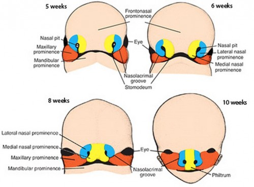 <p>what union fails to form in cleft lip ± cleft palate </p>