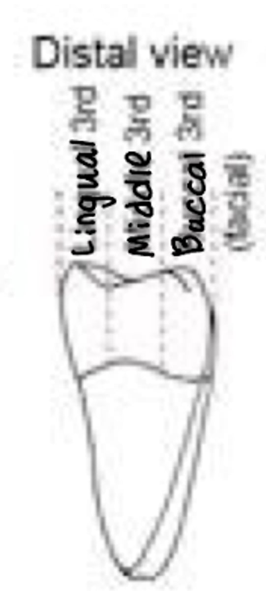 <p>Lingual, middle, buccle</p>