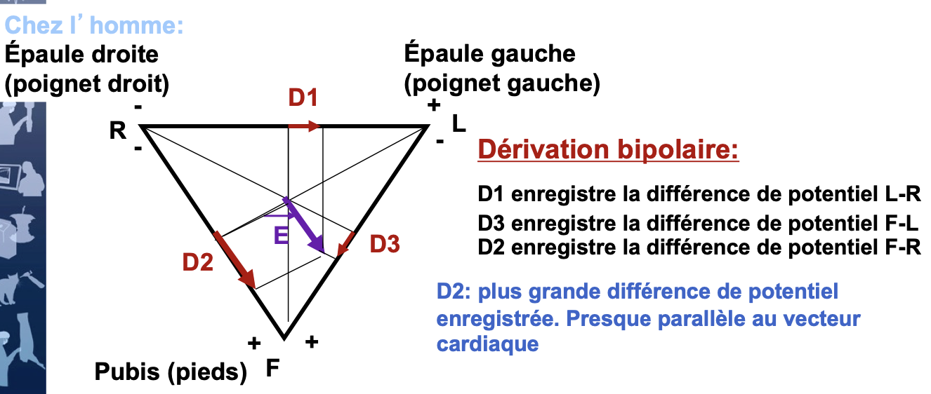 <p>1) Corps = milieu conducteur homogène</p><p>2<strong>) les dimensions du coeur sont négligeables par rapport à celles du corps.</strong></p><p>3) l’activité cardiaque à chaque instant est assimilable à celle d’un faisceau de fibres isolées. Coeur = dipôle isolé</p><p>4) le dipôle cardiaque est placé <strong>au centre d’un triangle équilatéral</strong></p>