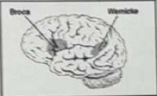 <p>The following diagram shows the location of two special areas of the brain, Broca’s area and Wernickle’s area. What function is associated with the two areas?</p><p>a. speech</p><p>b. memory</p><p>c. taste</p><p>d. visions</p><p>e. hearing</p>