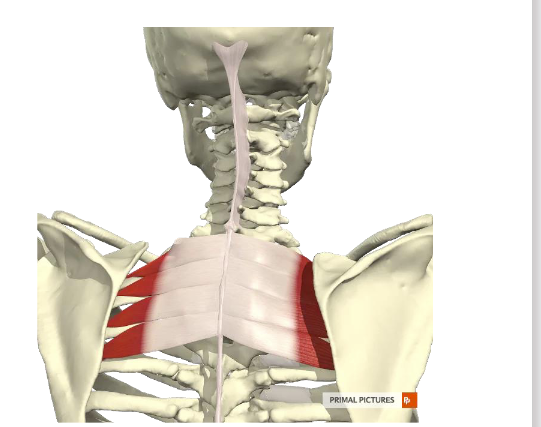 <p><span>M. serratus posterior superior</span></p>