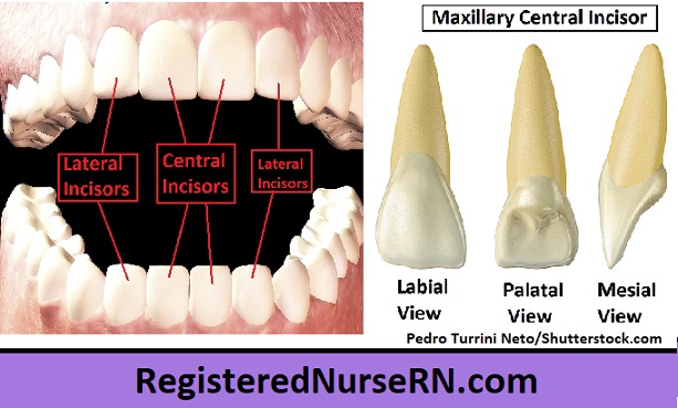 <p>lateral (smaller), central (larger), central (larger), lateral (smaller)</p>