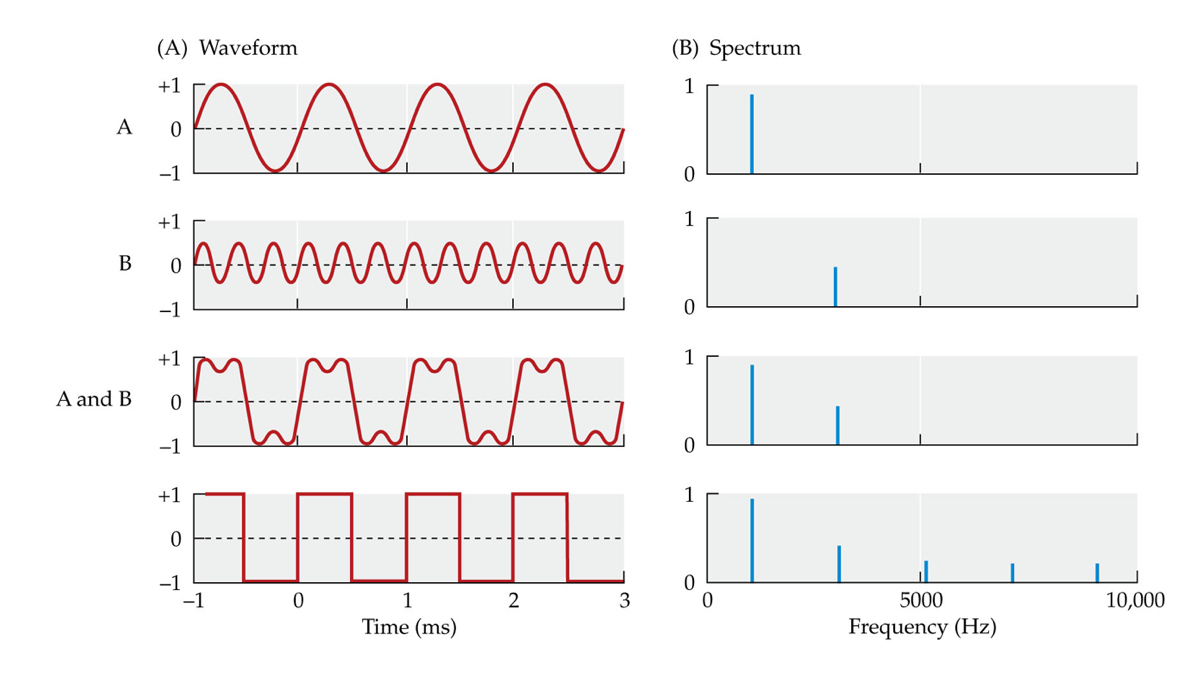 <p><span>A spectrum displays the amplitude for each frequency present in a sound wave. Each signal is shown as a waveform (A) and as a spectrum (B).</span></p>