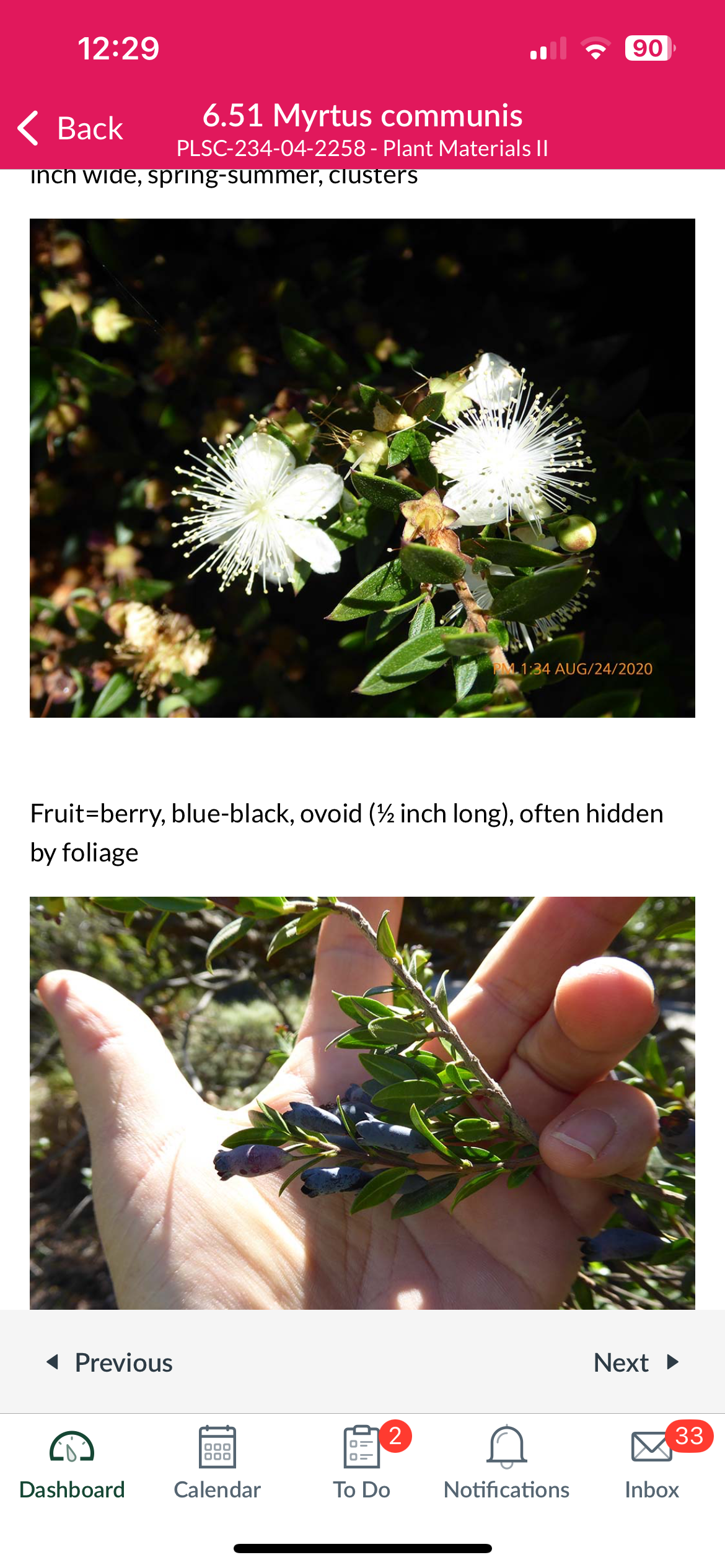 <p>Myrtus communis </p>