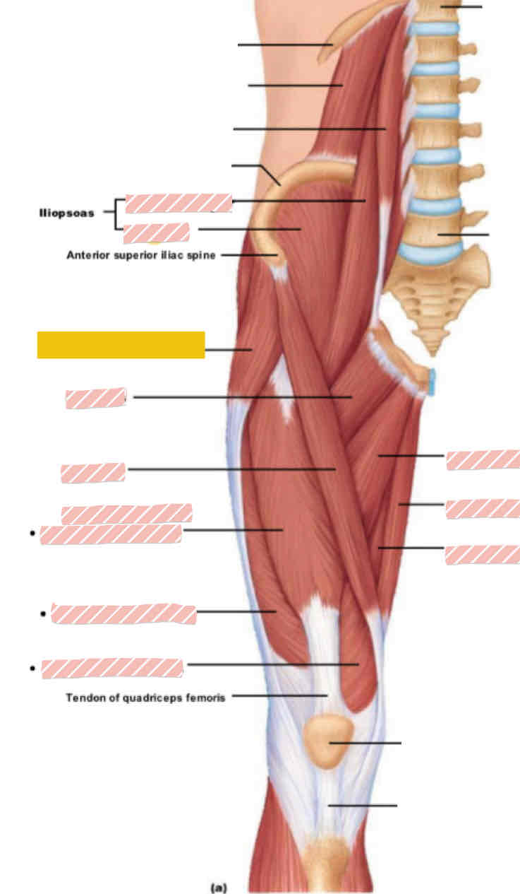 <p><span>Anterior leg (above knee)</span></p>