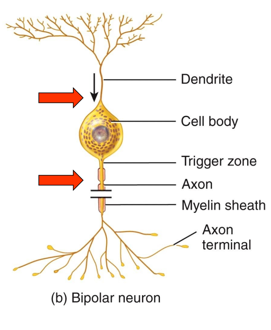 <ul><li><p>Two distinct processes </p><ul><li><p>1 dendritic process (can branch at tip but not at cell body)</p></li><li><p>1 axon</p></li></ul></li><li><p>Has cell body between axon and dendrite </p></li></ul>