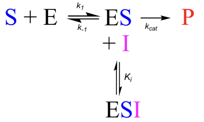 <p>They are added to the ES and form an equilibrium with ES and ESI</p>