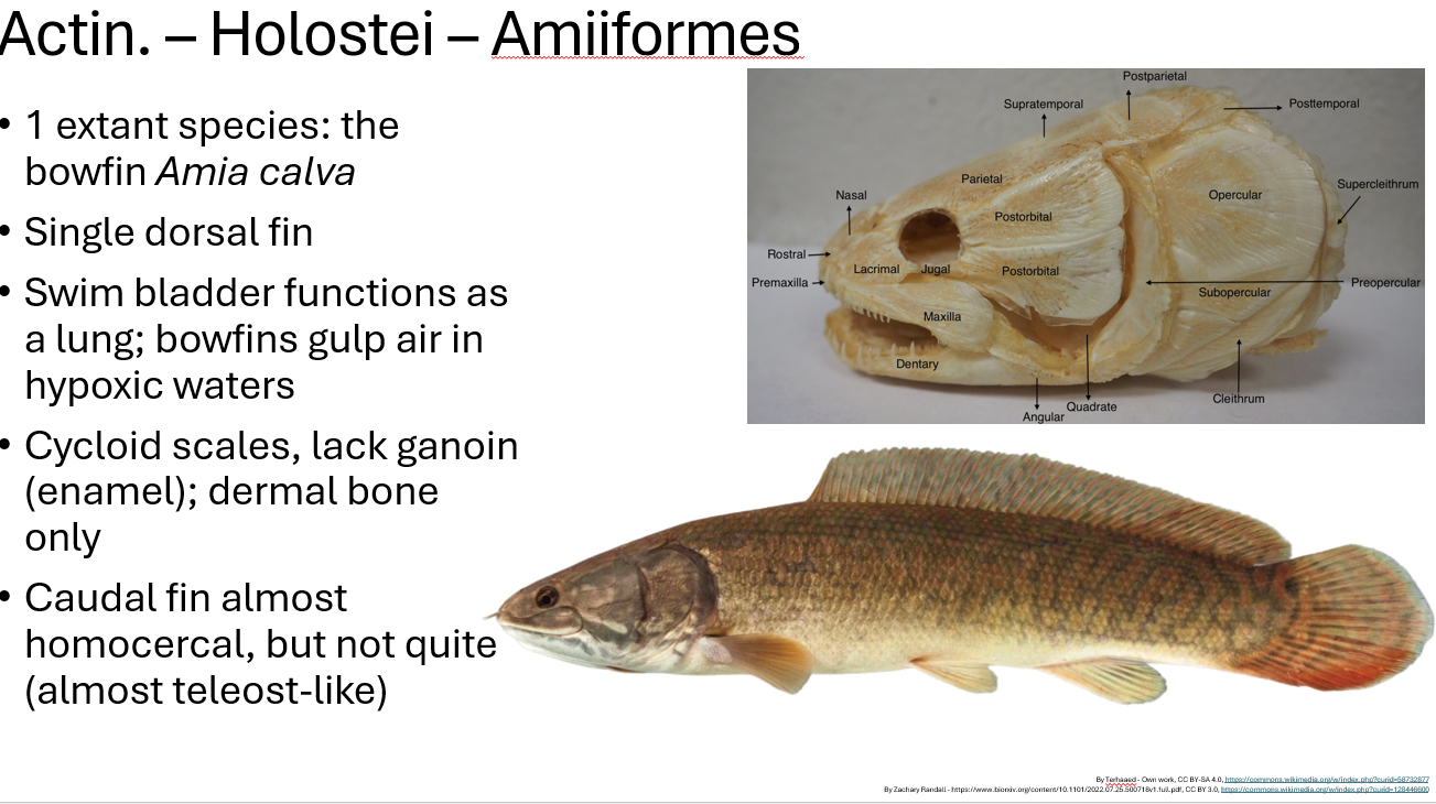 <p><span><span>•1 extant species: the bowfin </span><em><span>Amia calva</span></em></span></p><p><span><span>•Single dorsal fin</span></span></p><p><span><span>•Swim bladder functions as a lung; bowfins gulp air in hypoxic waters</span></span></p><p><span><span>•Cycloid scales, lack ganoin (enamel); dermal bone only</span></span></p><p><span><span>•Caudal fin almost homocercal, but not quite (almost teleost-like)</span></span></p>