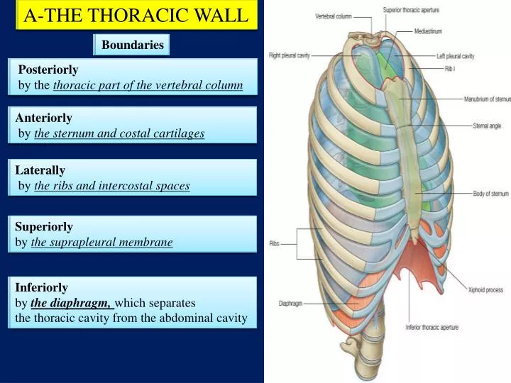 <ul><li><p class=""><strong>Superior</strong>: suprapleural membranes</p></li><li><p class=""><strong>Posterior</strong>: vertebral bodies</p></li><li><p class=""><strong>Lateral</strong>: ribs & intercostal muscles</p></li><li><p class=""><strong>Anterior</strong>: sternum & costal cartilages</p></li><li><p class=""><strong>Inferior (floor)</strong>: diaphragm</p></li></ul><p></p>