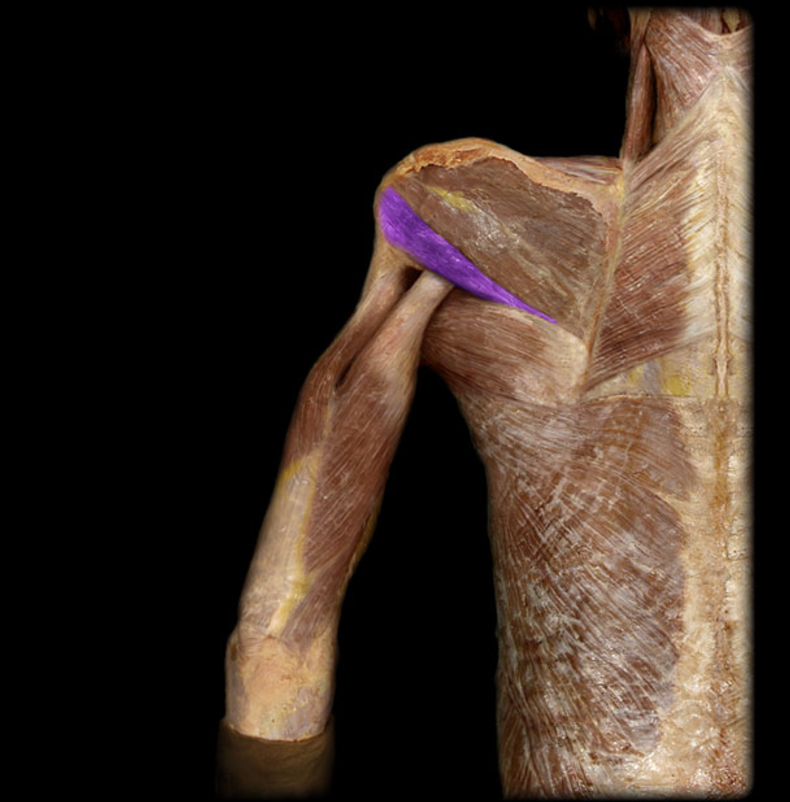 <p>Teres minor</p>