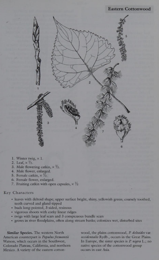 <p>Family: Salicaceae</p><p>Physiognomy: Nt Tree</p><p>Common Name: Eastern cottonwood</p><p>Leaf: Alternate, simple, triangular, toothed, 20-25 rounded teeth per side, gland tipped</p>