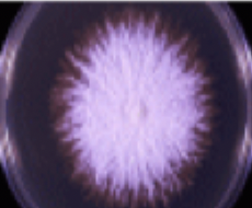 <p>cottony/velvety/granular texture with a range of pigments</p>