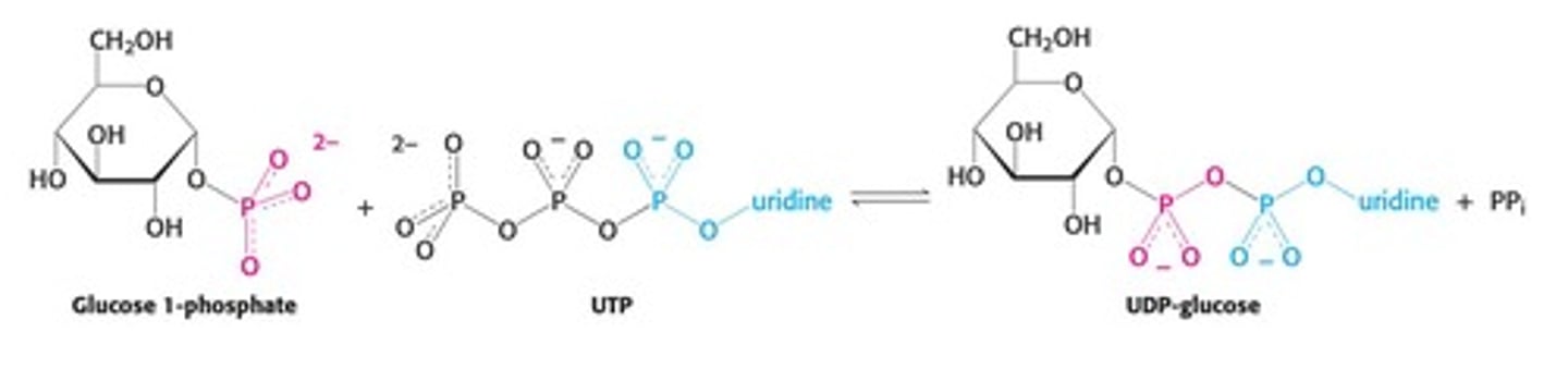 <p>It catalyzes the conversion of glucose-1-phosphate to UDP-glucose.</p>