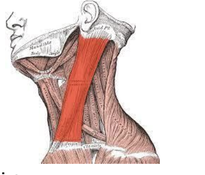 <ul><li><p><strong><span>Fxn: </span></strong><span>unilateral motion causes neck tilt (ipsilateral) or neck rotation (contralateral).</span></p><p><span>Bilateral motion causes neck flexion.</span></p></li><li><p><span data-name="black_small_square" data-type="emoji">▪</span><span> &nbsp;</span><strong><span>Nerve: </span></strong><span>motor innervation from spinal accessory nerve (cranial nerve 11) and cutaneous</span></p><p><span>innervation from cervical plexus</span></p></li></ul>