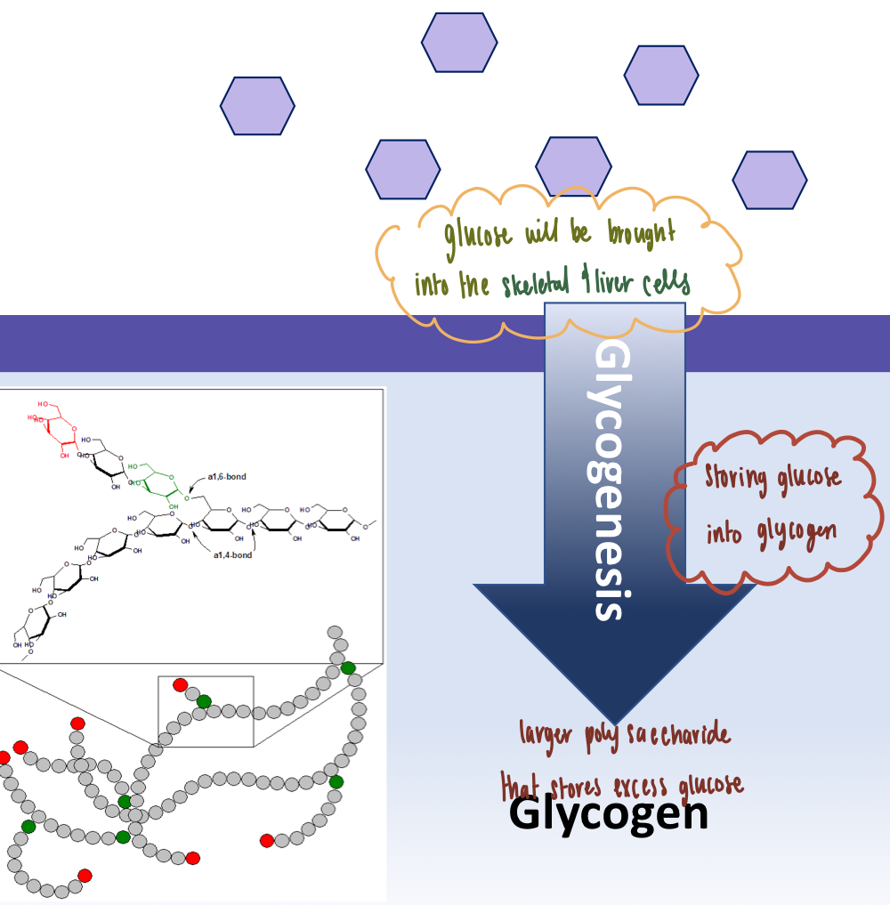 <ul><li><p><strong>Glycogen<mark data-color="blue" style="background-color: blue; color: inherit">esis</mark></strong>: storing glucose into glycogen for long-term storage</p></li><li><p>Occurs when cells are full of ATP &amp; don’t need to do cellular respiration → <strong>fed state</strong></p></li><li><p><strong>Reactant</strong>: glucose → <strong>Product</strong>: glycogen</p></li><li><p><strong>Liver &amp; skeletal muscle cells</strong> perform glycogenesis</p></li></ul><p></p>