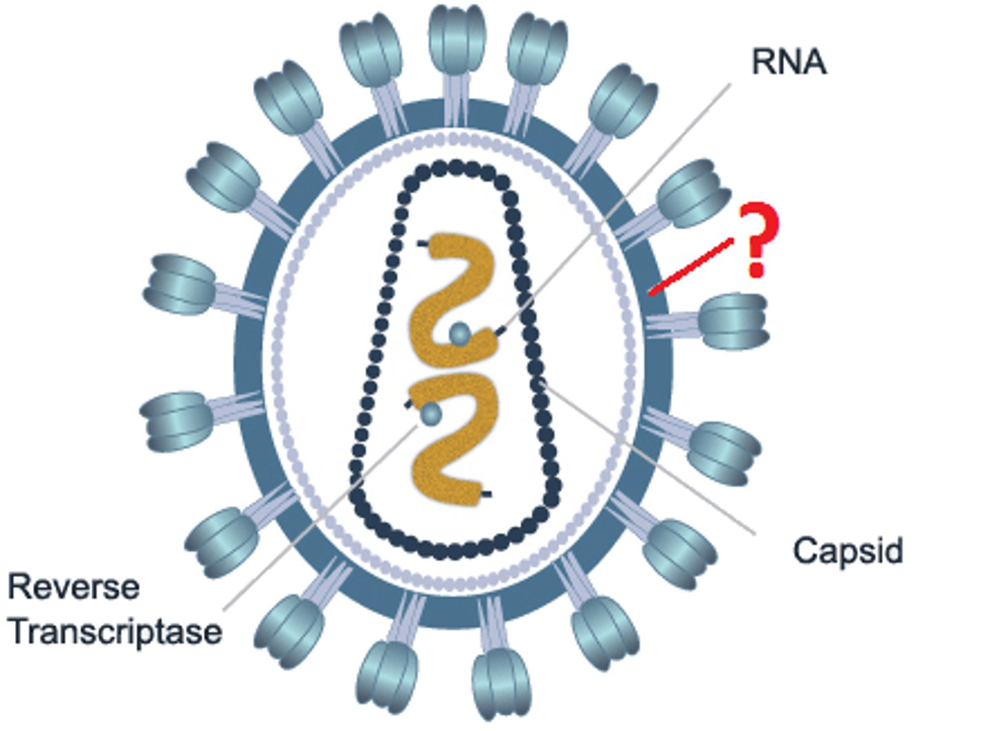 <p>a membrane like layer that covers the capsids of some viruses</p>