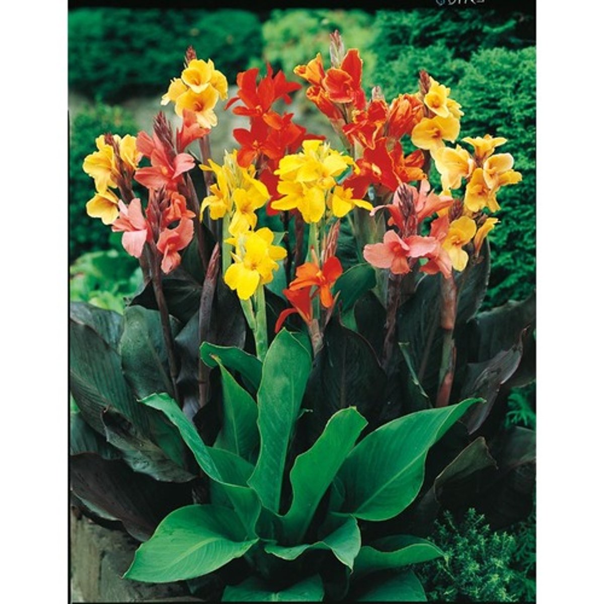 <p>Leaves come in variety of colors from variegated to green or red</p><p>Can be 4-6' tall</p><p>Large flowers resemble that of an iris</p><p>Flowers are orange, yellow or red</p>