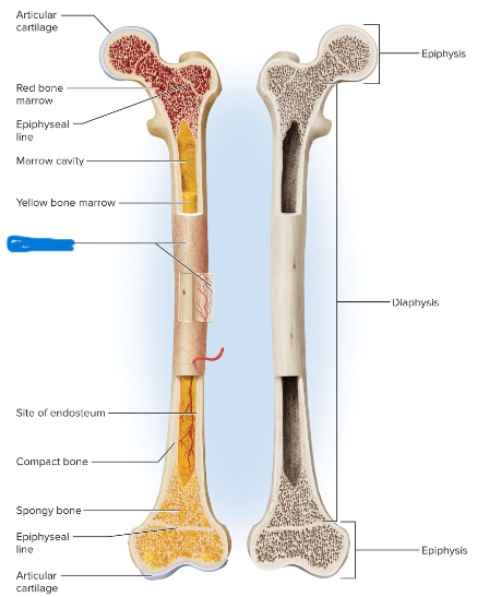 <p>periosteum</p>