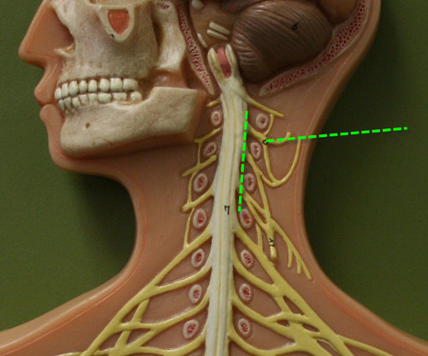 <p>C1-C5</p><p>supplies neck and phrenic nerve to the diaphragm</p>