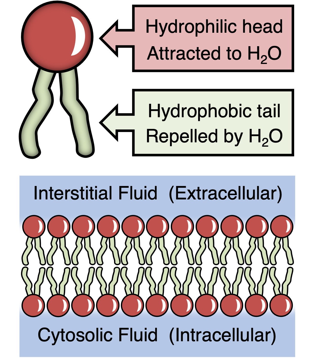 <p>Phospholipids</p>