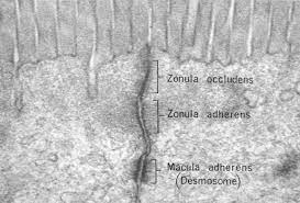 <p>Runs the lenth of the cell; HUGE thicc (not as thicc as you tho) fibers; at junction, actin tough filaments</p>