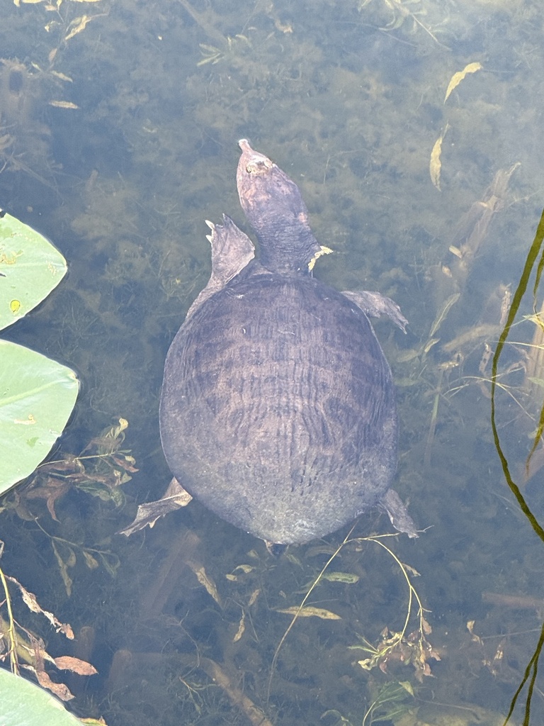 <p>Florida Softshell, FL native, shell has fleshy coating, snorkel nose, very sharp beak and claws, very aggressive</p>