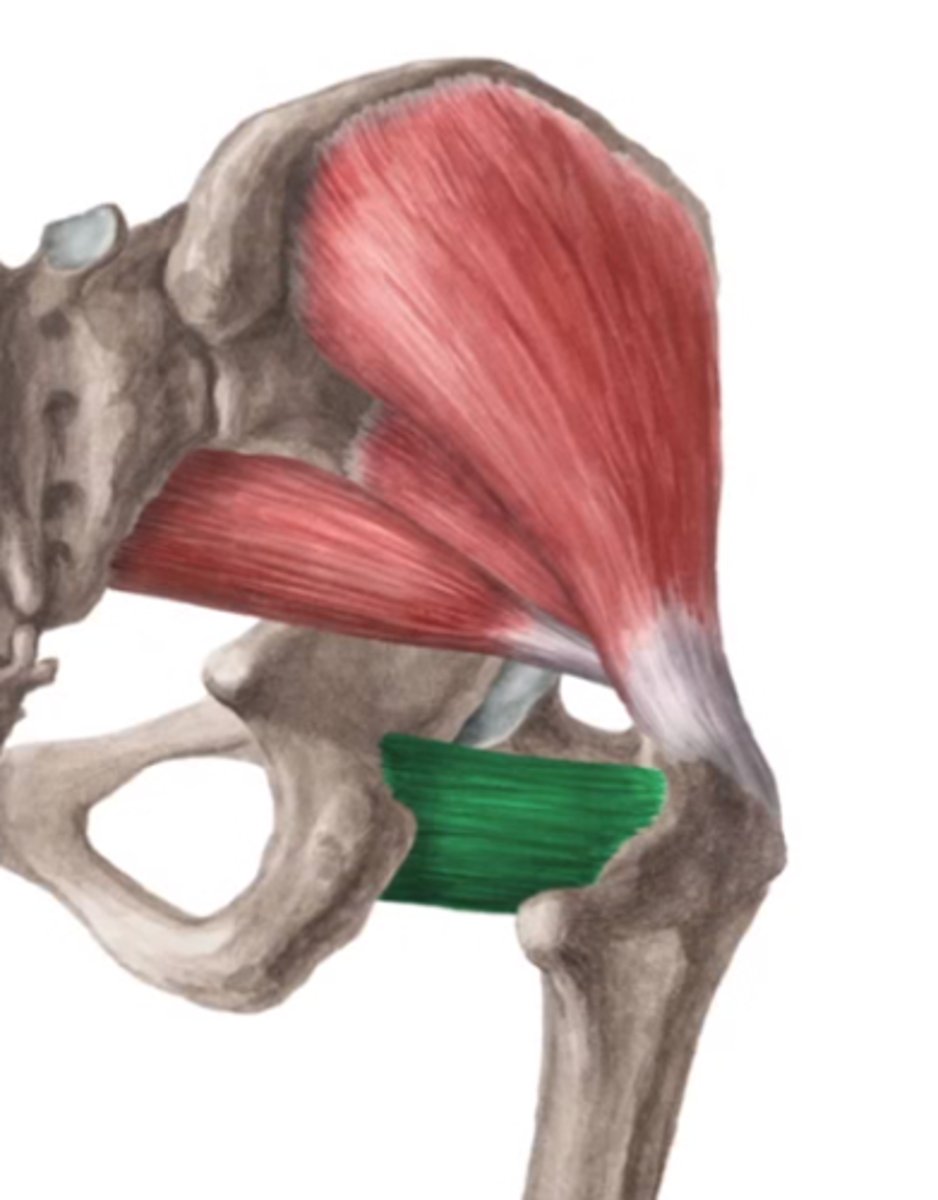 <p>O: laterale rand tuber ischiadicum</p><p>I: onder trochanter major,vanaf crista intertrochanterica tot aan tuberositas glutealis</p><p>W: - exorotatie- stabilisator heupgewricht (+ kan ook bij groep adductoren)</p><p>Inn: L5-S1 (plexus sacralis)</p>