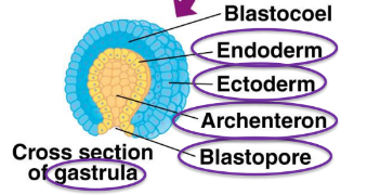 <p>The most center space in the center of the embryonic layers</p>