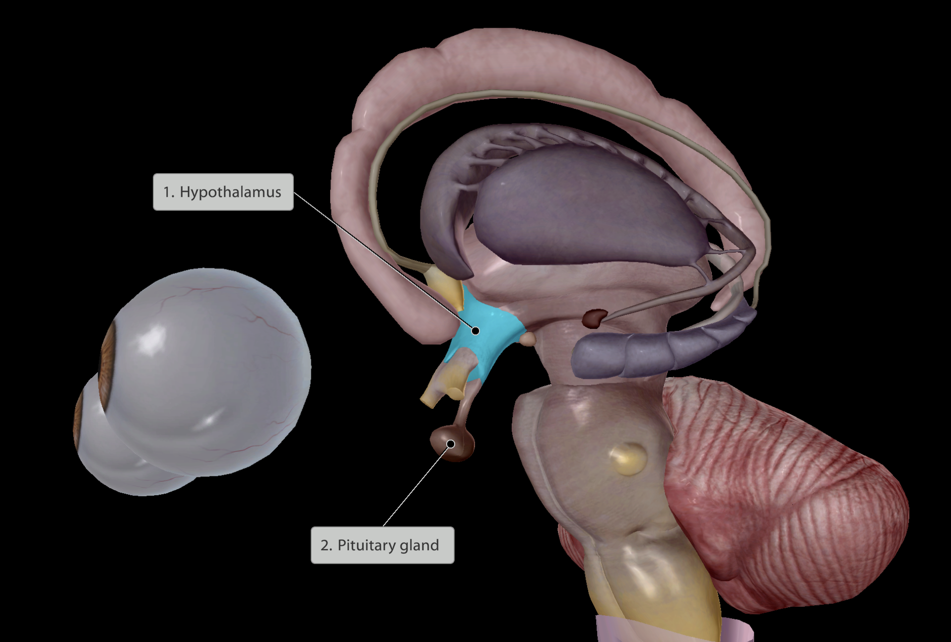 <p>Some hormones released:</p><ul><li><p>Oxytocin to contract the uterus during childbirth</p></li><li><p>Growth hormones</p></li><li><p>Thyroid-stimulating hormones</p></li></ul><img src="https://knowt-user-attachments.s3.amazonaws.com/ea8c19e6-43d0-482d-aa4d-7e53fce4861e.png" data-width="25%" data-align="center" alt="cross-section"><img src="https://knowt-user-attachments.s3.amazonaws.com/48a44b9e-1043-438a-8b7f-56c206a7ad14.png" data-width="75%" data-align="center" alt="knowt flashcard image"><img src="https://knowt-user-attachments.s3.amazonaws.com/070bc45b-f457-4f89-96f2-30e4bce97a3b.png" data-width="50%" data-align="center"><p></p>