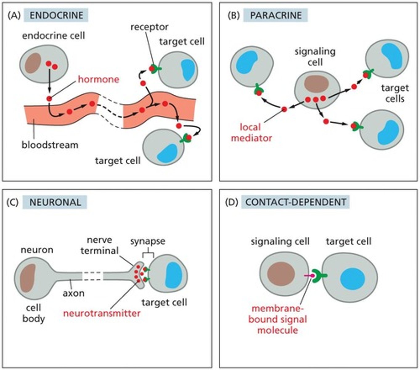 <p>1. Endocrine signaling (hormones in the bloodstream). 2. Paracrine signaling (local mediators). 3. Neuronal signaling (electrical signals along axons). 4. Contact-dependent signaling (direct cell-to-cell contact).</p>