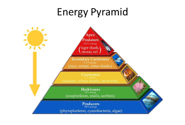 <p>Ecological Pyramids</p>