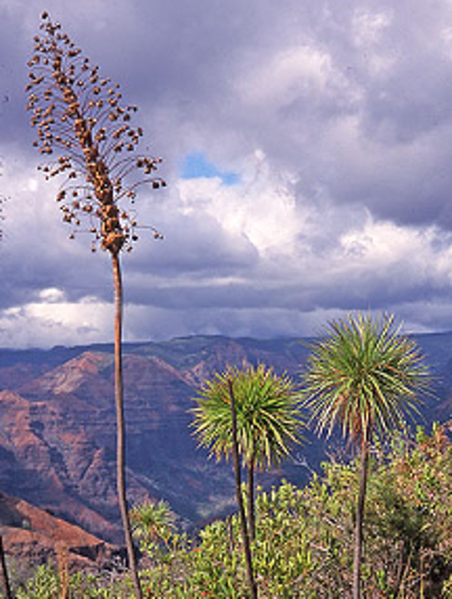 <p>tarweed species; resembles a yucca; found along the slopes of Waimea Canyon on the island of Kauai</p>