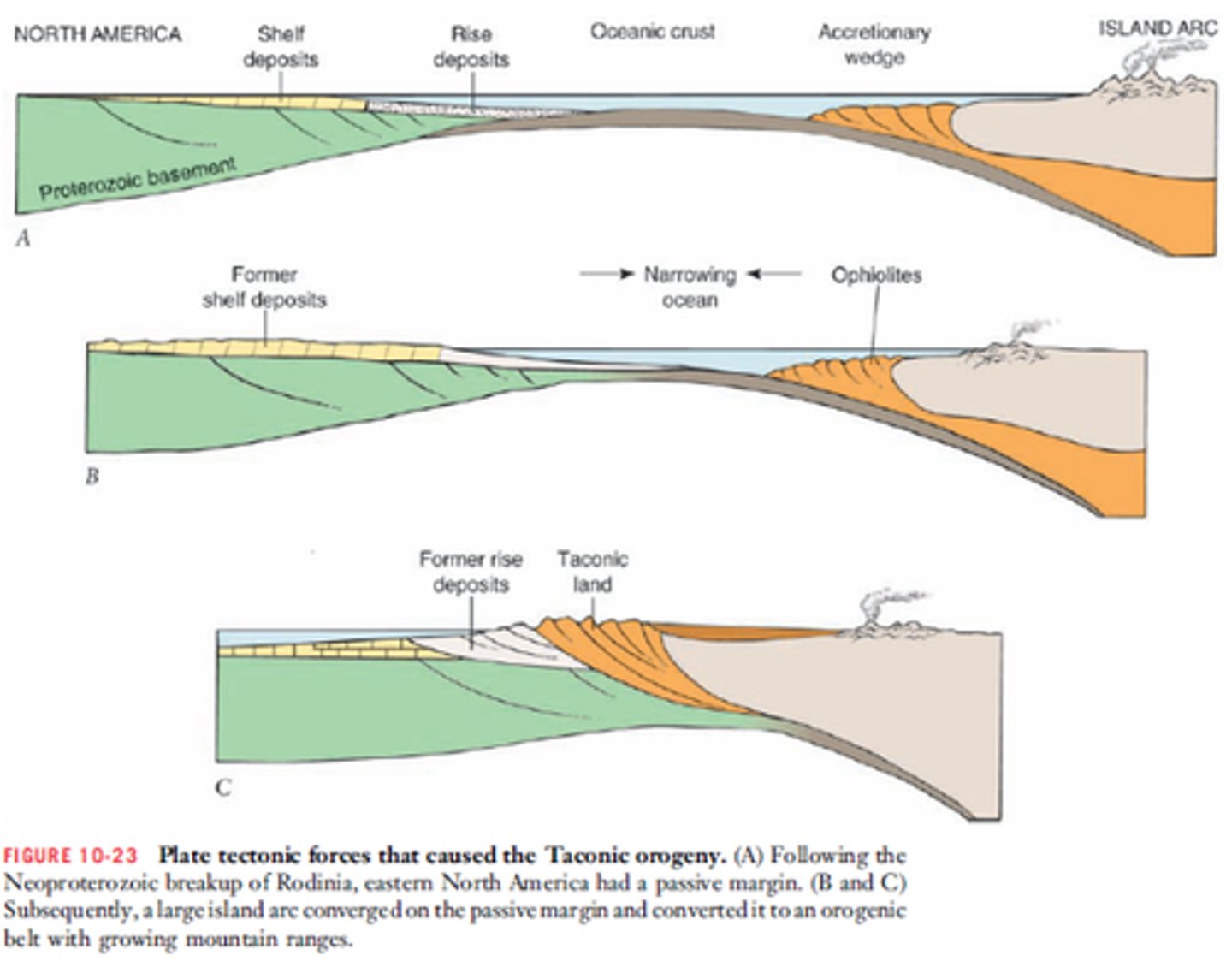 <p>The Laurentian plate subducts under the island arc, creating an accretionary wedge that grows from scraping material off the subducting slab. The Island Arc and Laurentian Plate combined by the mid to late Ordovician.</p>