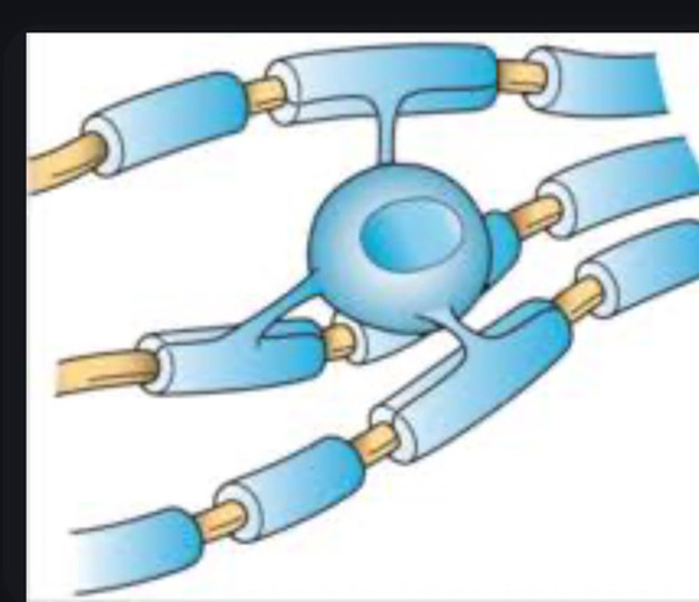 <p>Form myelin sheaths in the brain and spinal cord. One cell wraps multiple sheaths</p>