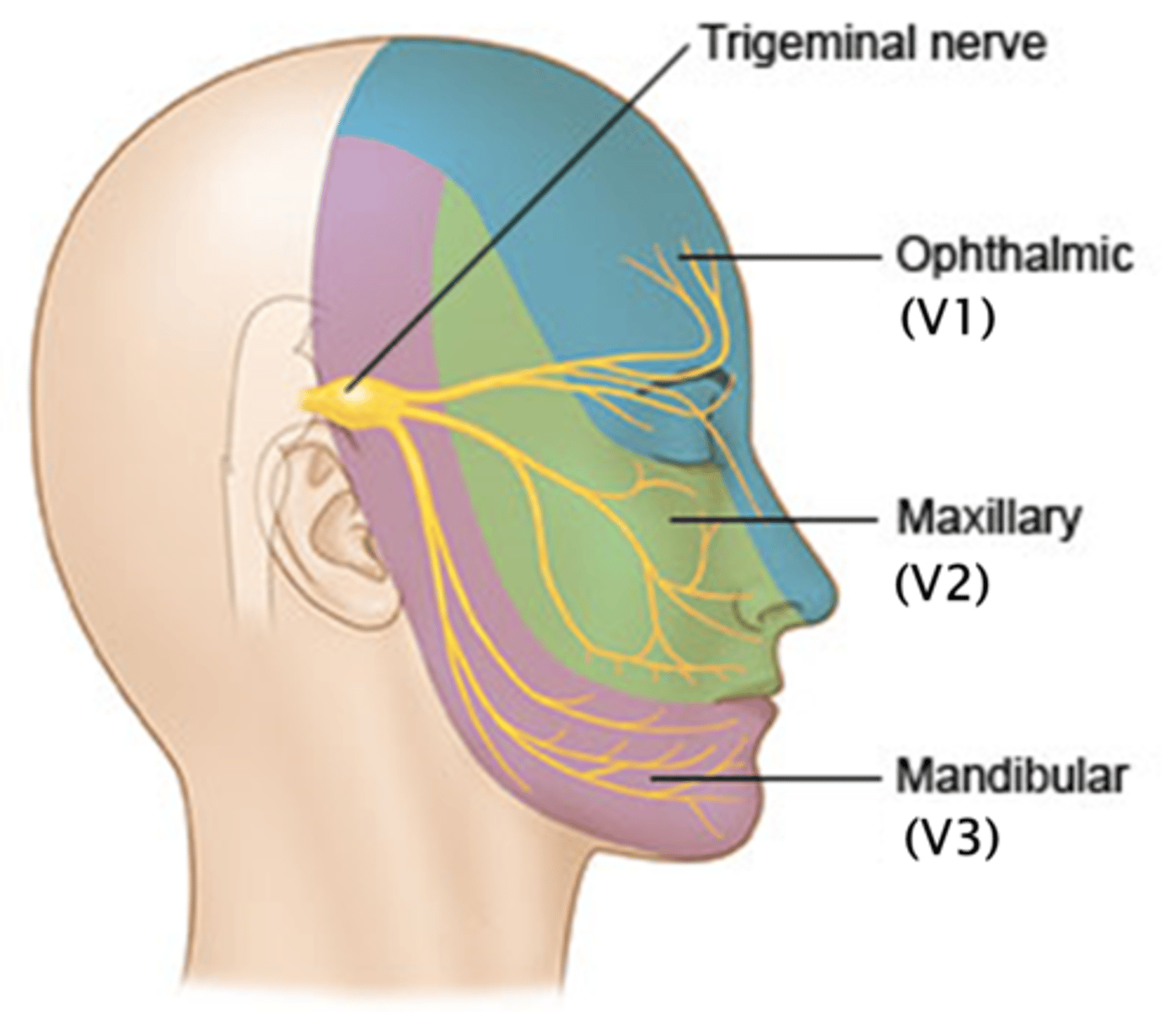 <p>Trigeminal nerve</p><p>V1 Ophthalmic</p><p>V2 Maxillary</p><p>V3 Mandibular</p>