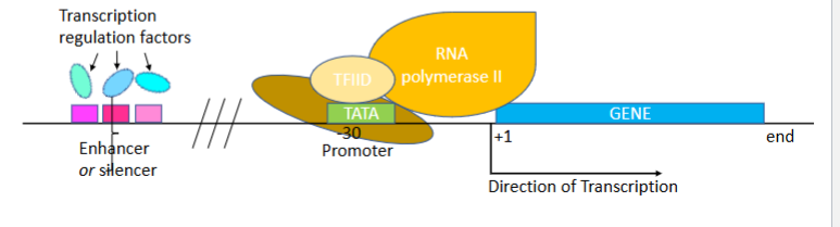 <p>A promoter sequence recognized by <strong>TFIID</strong> through its <strong>TBP (TATA Binding Protein)</strong> subunit.</p>