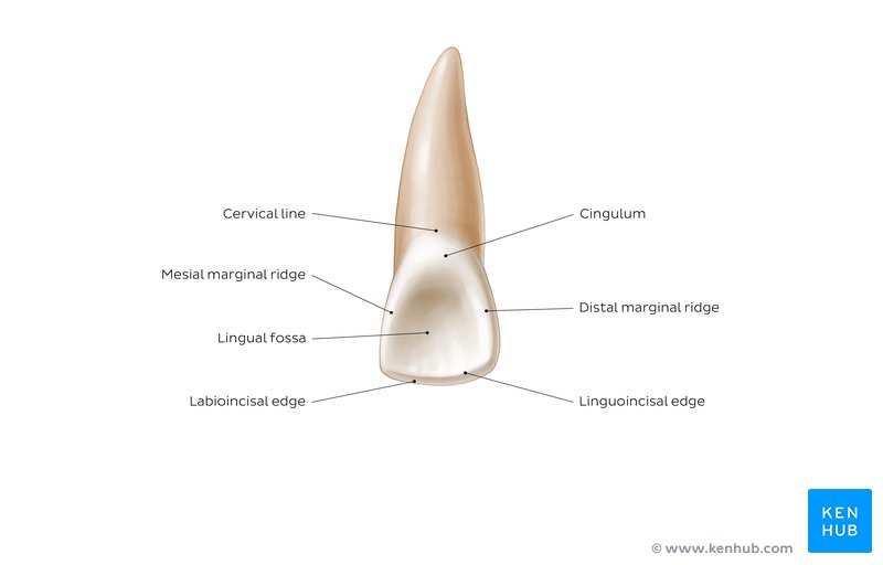 <p>Irregular depression or concavity on the lingual/palatal surface of <strong><u>incisors</u></strong></p>