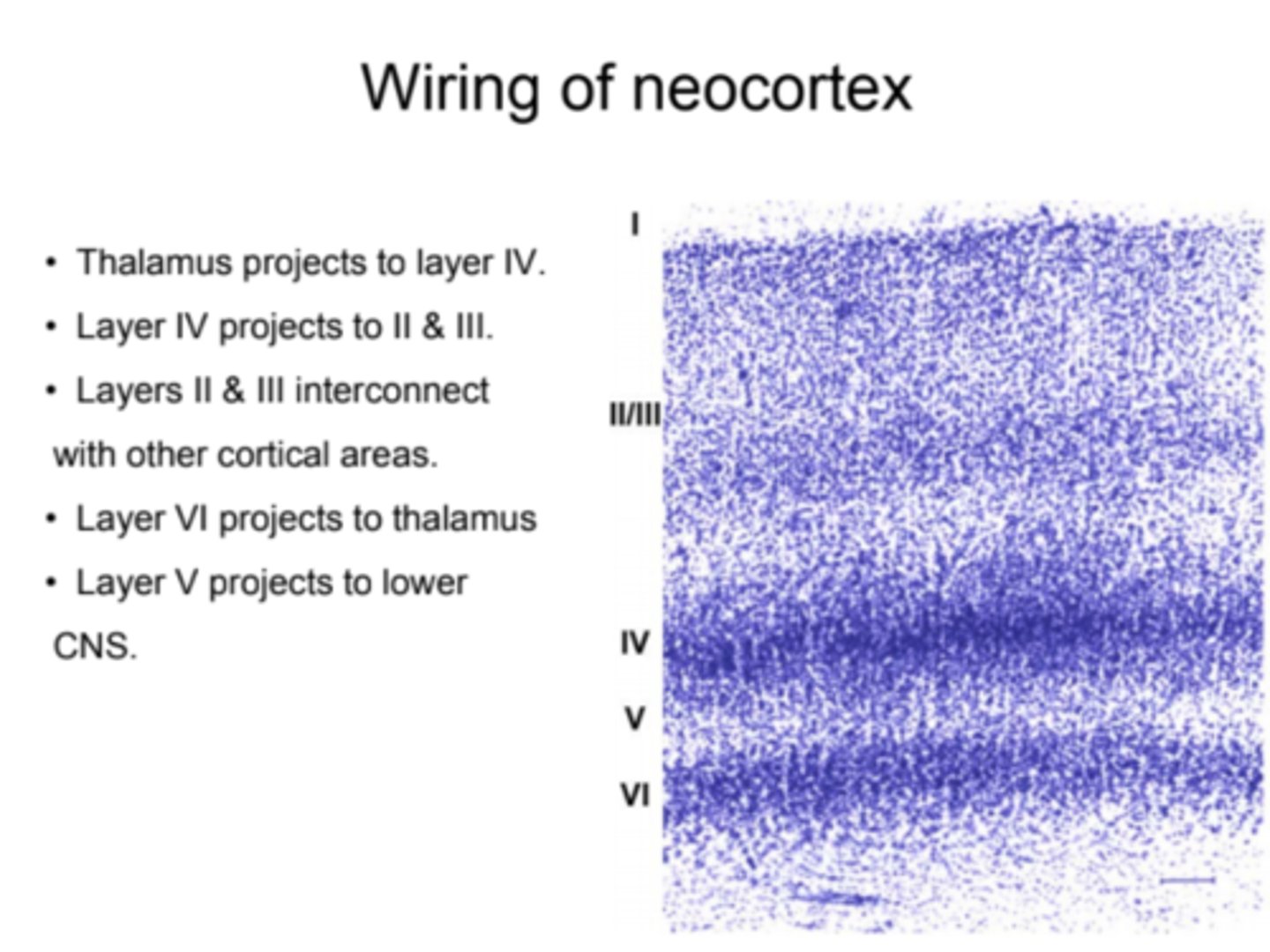 <p>- Neocortex: six cell layers<br>- Allocortex: 3-5 cell layers, evolutionary old and involves hippocampus</p>