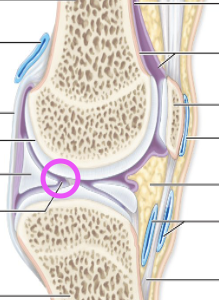 <p>Synovial Fluid is aka…</p>