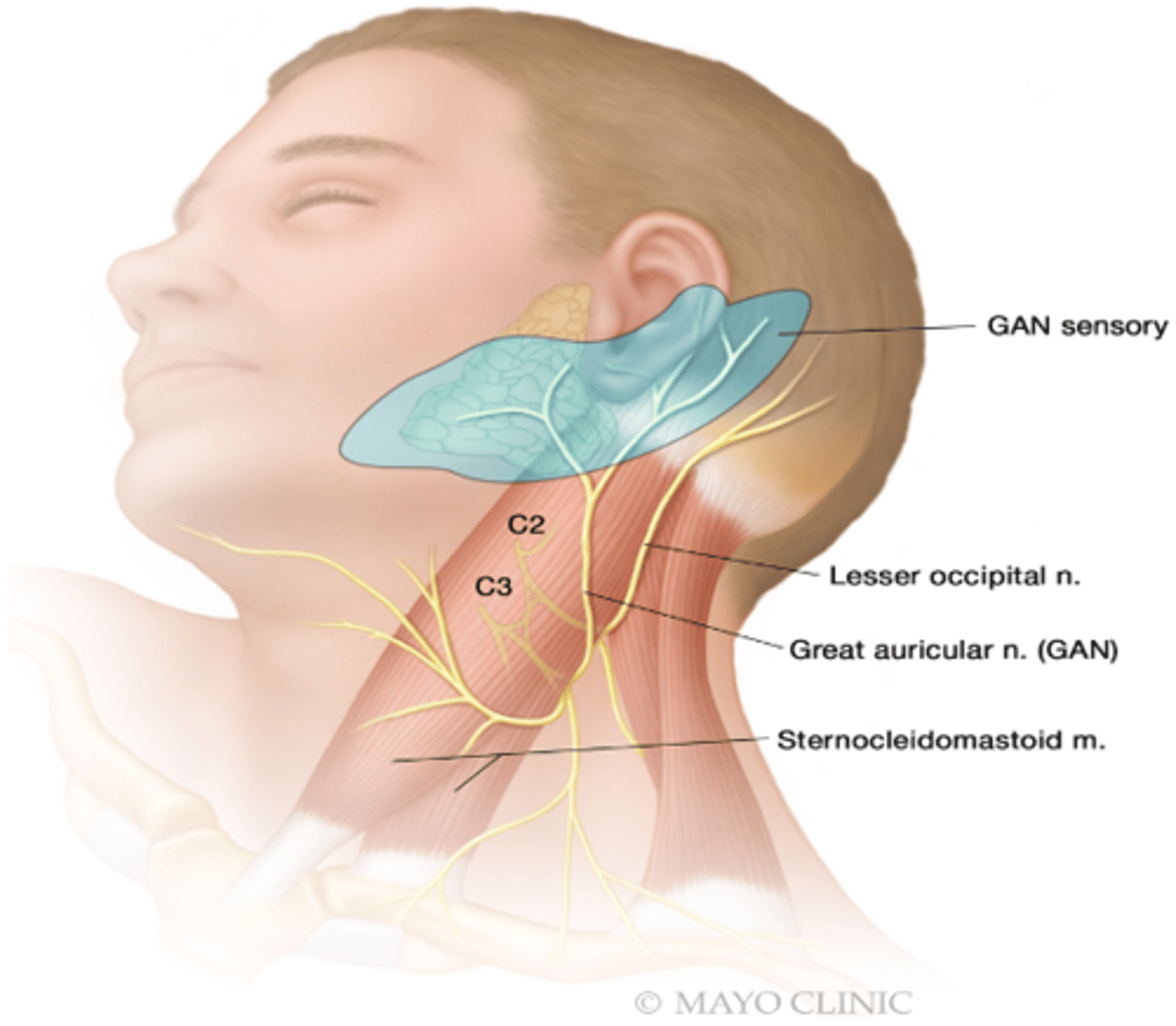 <p>Greater auricular nerve</p>