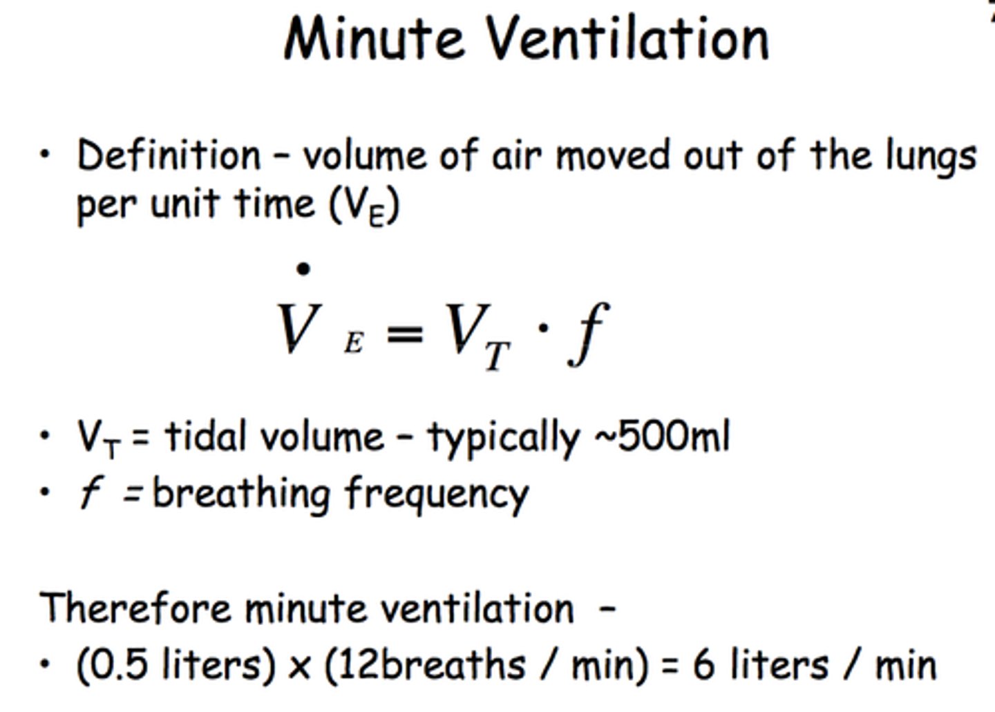 <p>The volume of air moved through the lungs in 1 minute minus the dead space; calculated by multiplying tidal volume (minus dead space) and respiratory rate; also referred to as minute volume.</p>