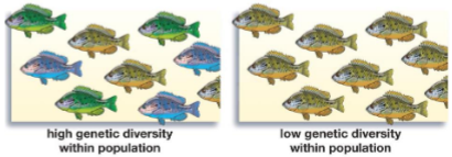 <p>genetic biodiversity</p>