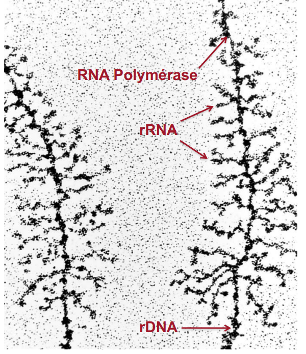 Que distingue-t-on sur cette photo ? 