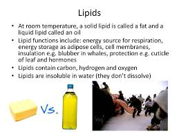 <p><span>&nbsp;Lipid that is solid at room temperature.</span></p>