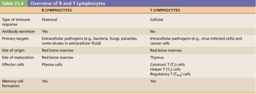 <p>→ <strong>FALSE</strong> </p><ul><li><p>T cells can become <strong>effector cells</strong> OR <strong>memory cells</strong> </p></li><li><p><strong>Similar like B cells </strong></p></li></ul><p></p>