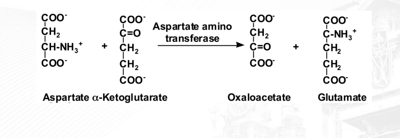 <p>Transfer of a specific group from one substrate to another (displacement rxn). The picture shows double displacement of NH3 and O</p><p></p><p>ex: Transaminase (transfers amino groups to other amino acids or keto acids)</p><p>&nbsp; &nbsp; &nbsp; &nbsp;Kinase (addition of phosphate to substrate)</p>