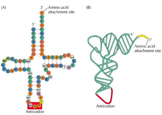 Enzymes attaching specific amino acids to specific tRNAs.