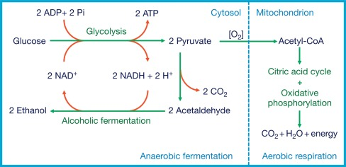 <ul><li><p>Yeast, some bacteria, some plant tissues, some protists</p></li><li><p>2 Acetylaldehyde acts as an intermediate</p></li><li><p>Outputs: 2 CO<sub>2</sub>, 2 ethanol, 2 NAD+, 2 ATP (from glycolysis)</p></li></ul><p></p>